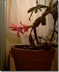 joulukaktus